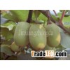 Fresh Kiwi Fruit