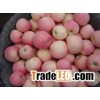 fuji apple