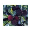 waxberry