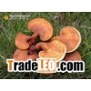 Lucid Ganoderma Extract,Momordica fruit ,Pine Bark Extract