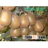 kiwifruit (Chinese Goosebeery )