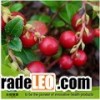 Sell Cranberry extract, Anthocyanins, Proanthocyanidins, OPC