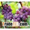 GinkgoBilobaExtract,Grape Seed Extract ,L-theanine