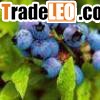 Blueberry Anthocyanin