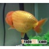 Ranchu Goldfish Aquarium fish ornamental fish