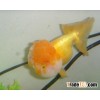 goldfish Lionhead