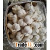 pure white garlic