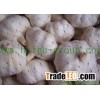 2012 New Crop china chinese pure garlic for sales HPPWG12