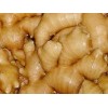 fresh  ginger of 2009
