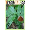 Epimedium Extract Icariin 40%