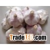 Fresh garlic