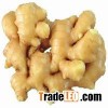 fresh ginger
