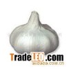 fresh garlic