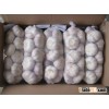 Supply china fresh garlic