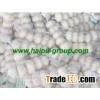 pure white garlic 2012 HPPWG5