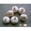 Normal white garlic