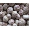 normal garlic