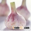 garlic extract