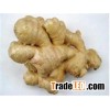 ginger