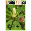 Magnolia Bark Extract,cin Magnolia Bark Extract