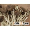 Tea tree mushrooms