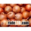 Fresh yellow onion