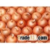 onion