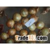 fresh onion