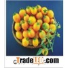Grape Tomato Seeds B 777