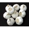 fresh garlic