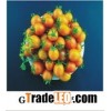 Grape Tomato Seeds B 888