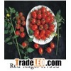 Grape Tomato Seeds A 1988