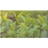 Black Tea P. E. 40% Theaflavine
