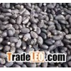 exporter for jatropha germination seed