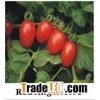 Grape Tomato Seeds A 668