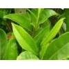 Green Tea P. E. 30% L- Theanine