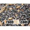 jatropha curcas seed