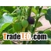offering jatropha seeds