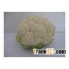 cauliflower