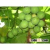 Jatropha Oil