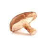 Shiitake
