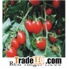 Grape Tomato Seeds A 999