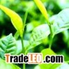 Garlic Extract,Gotu Kola Extract,Green Tea Extract