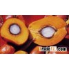 Palm oil