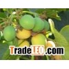 supplier for jatropha plantation seed