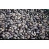 seller for jatropha seed