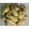 Chinese fresh Holland potato