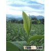 Green tea extract  polyphenols