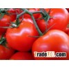 Fresh Tomatoes