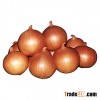 fresh yellow onions